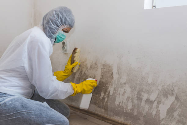 Biohazard Mold Removal in Palm Beach Gardens, FL