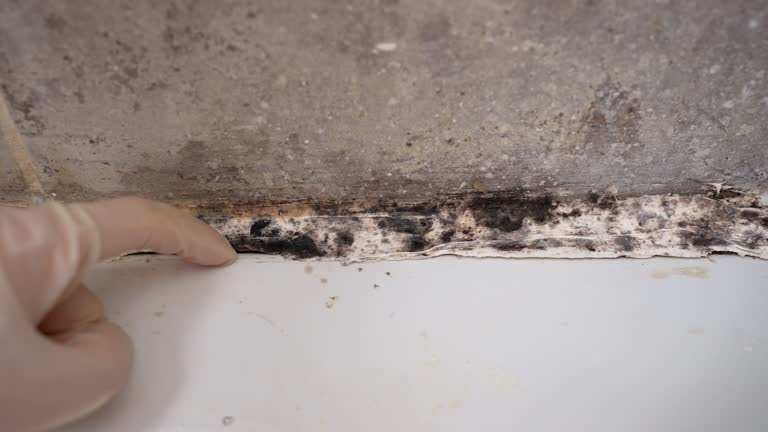 Mold Odor Removal Services in Palm Beach Gardens, FL